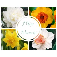 Mix Narcis